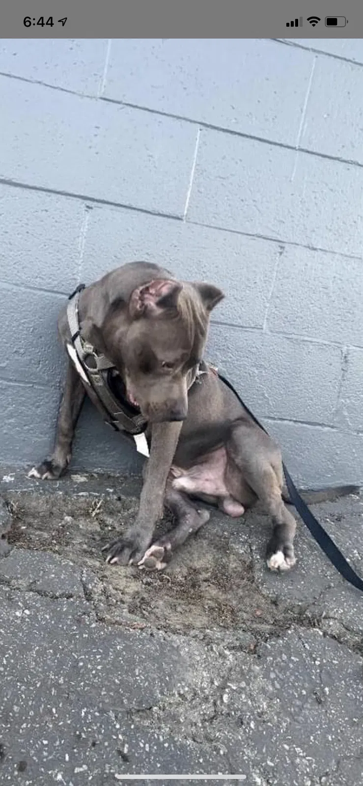 Lost dog in Long Beach, CA, 90804