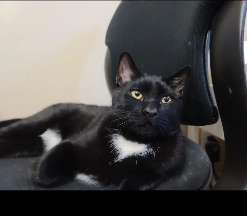 Lost cat in Lancaster, CA, 93534