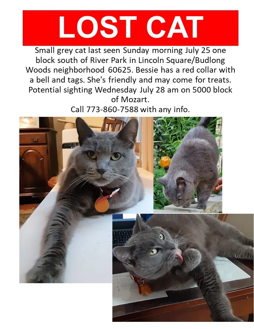 Lost cat in Chicago, IL, 60625