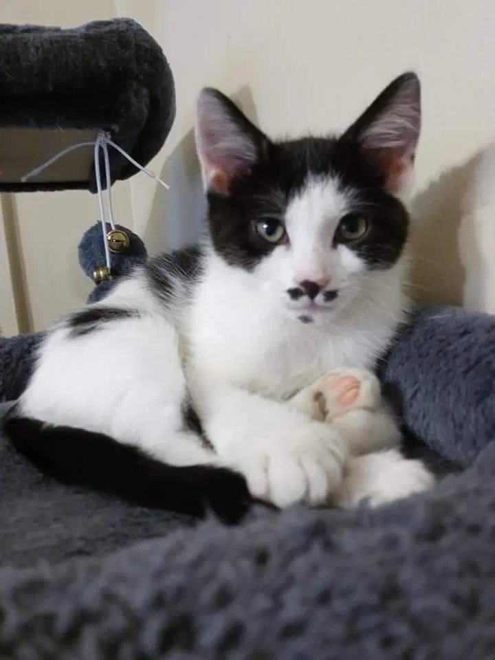 Lost cat in Milwaukee, WI, 53213
