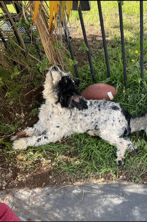 Lost dog in Escondido, CA, 92027