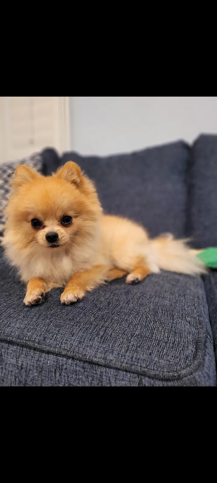 Lost dog in Lynwood, CA, 90262