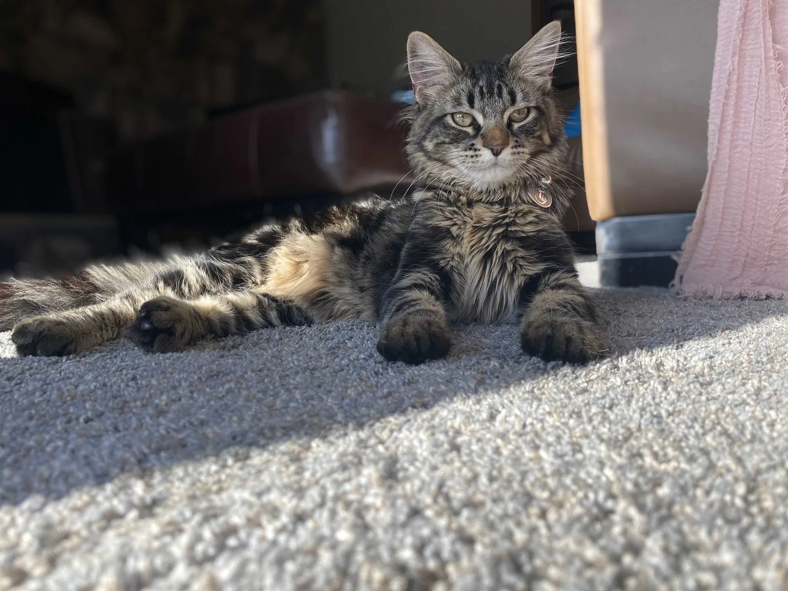 Lost cat in Orland Park, IL, 60462
