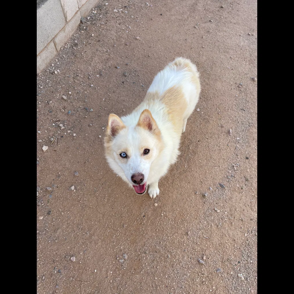 Lost dog in Queen Creek, AZ, 85142