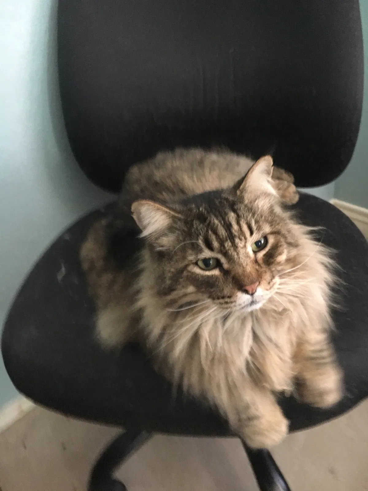 Lost cat in Pflugerville, TX, 78660