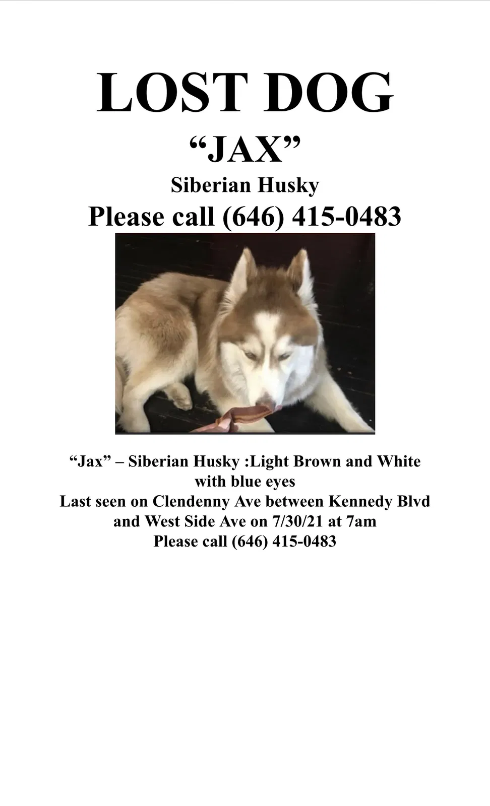 Lost dog in Jersey City, NJ, 7304