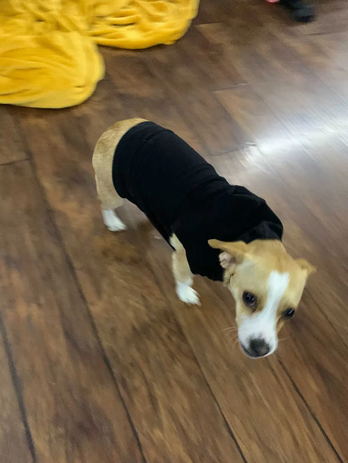 Lost dog in Castro Valley, CA, 94552