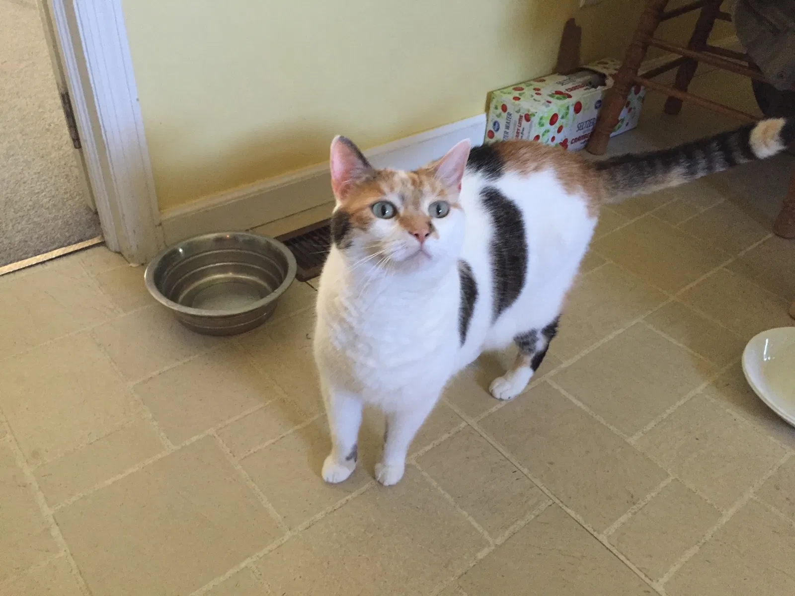 Lost cat in West Lafayette, IN, 47906