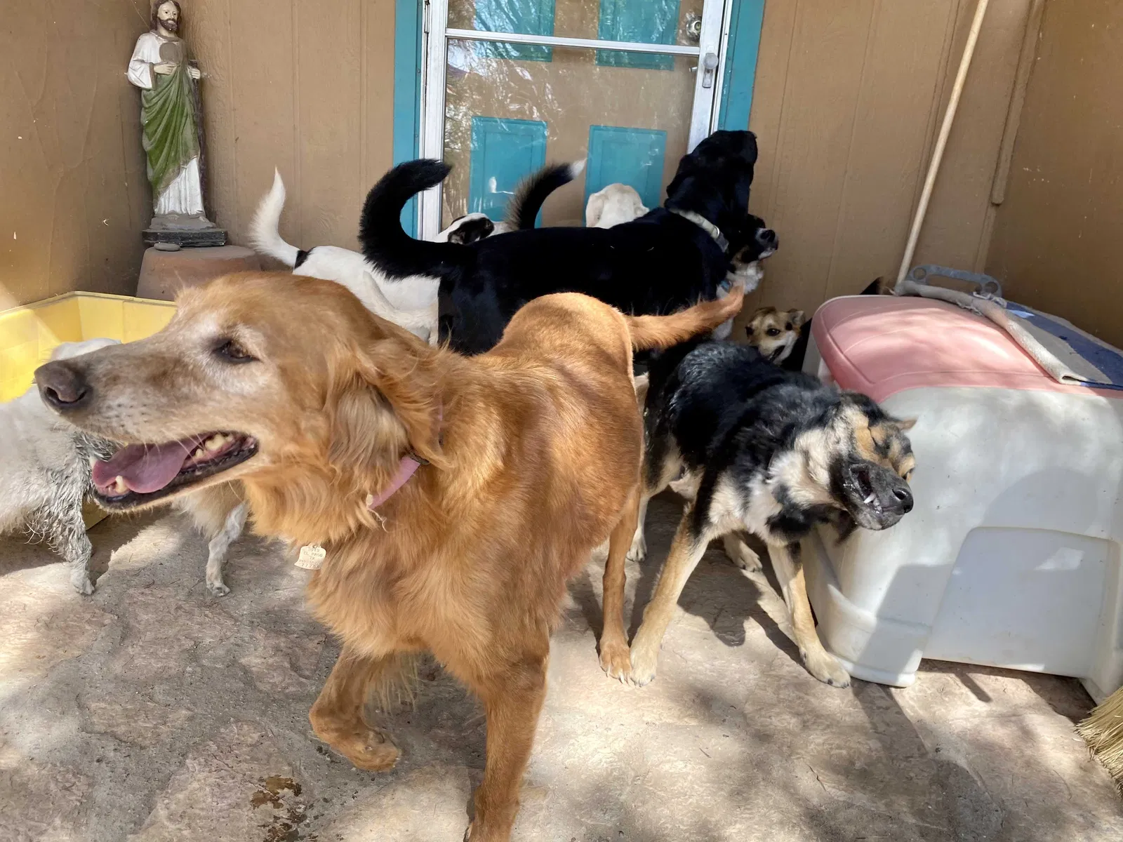 Lost dog in Clint, TX, 79836