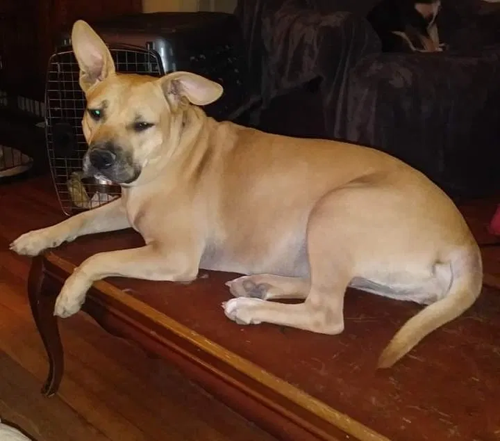 Found dog in Birmingham, AL, 35215