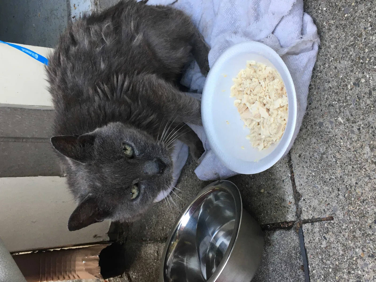 Found cat in Redford, MI, 48239