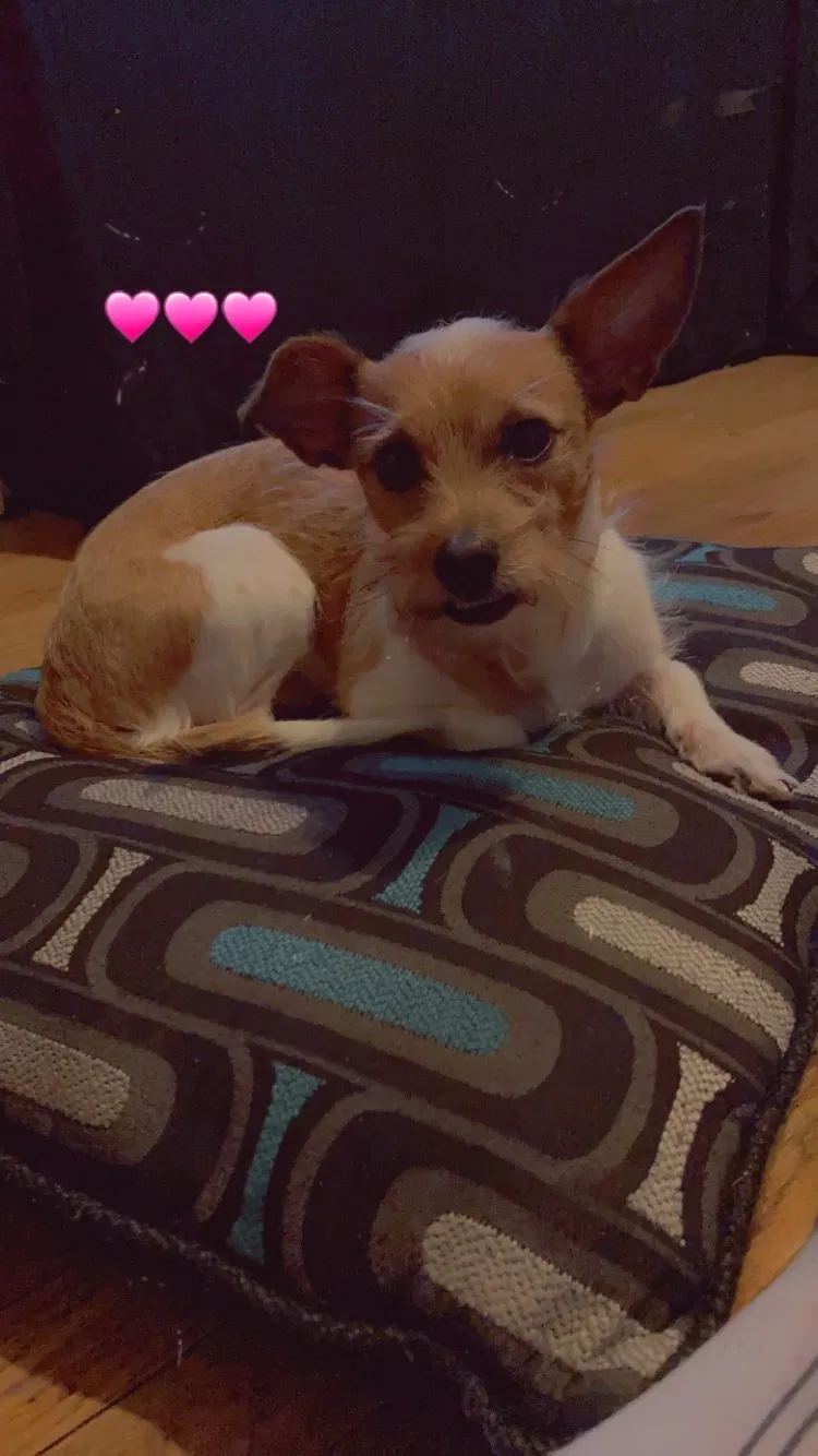 Lost dog in Oklahoma City, OK, 73127
