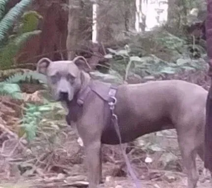 Lost dog in Unknown, OR, 927424