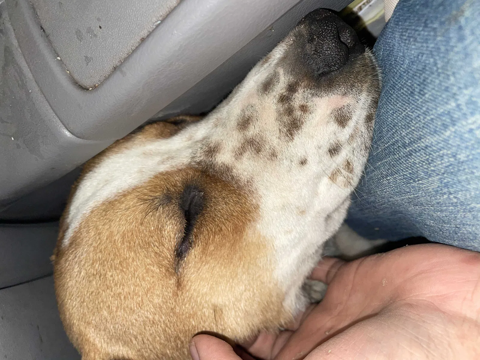Lost dog in Bernalillo, NM, 87004