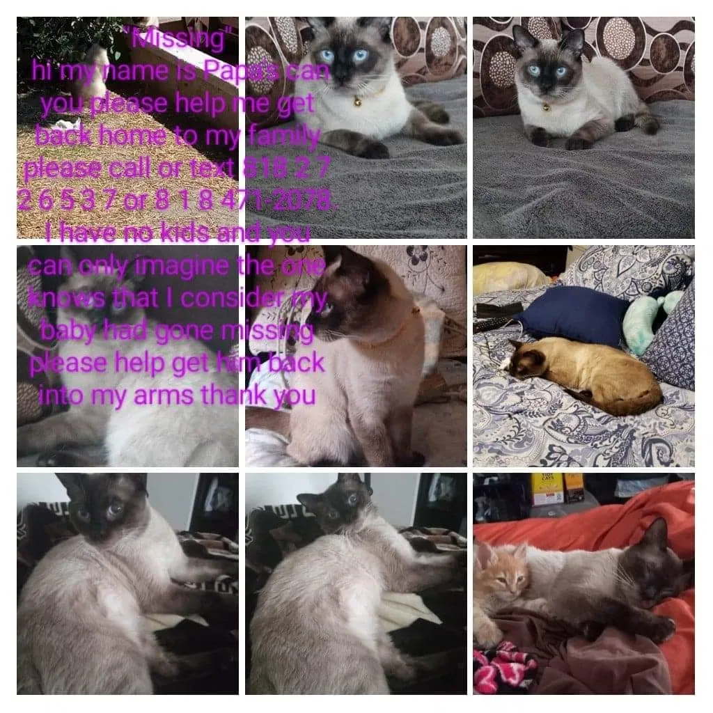 Lost cat in San Dimas, CA, 91773