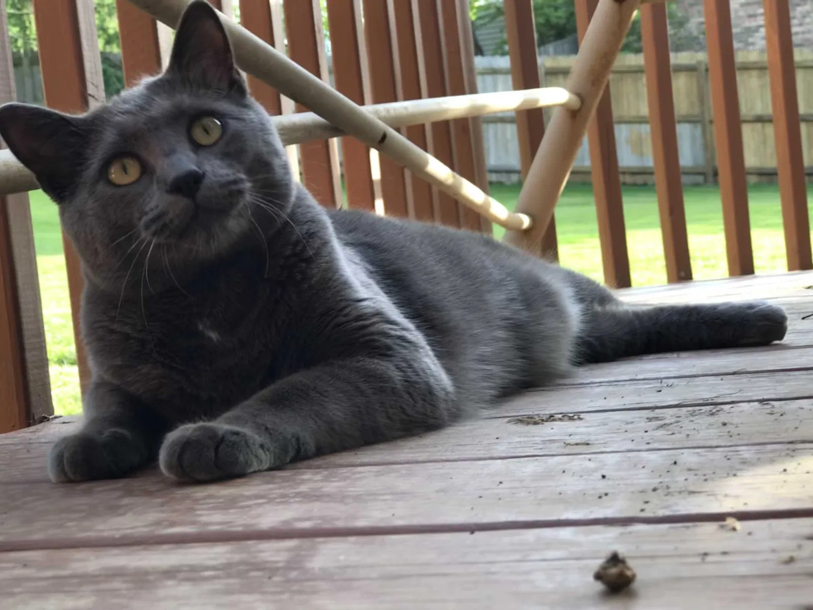 Lost cat in Newport, KY, 41076