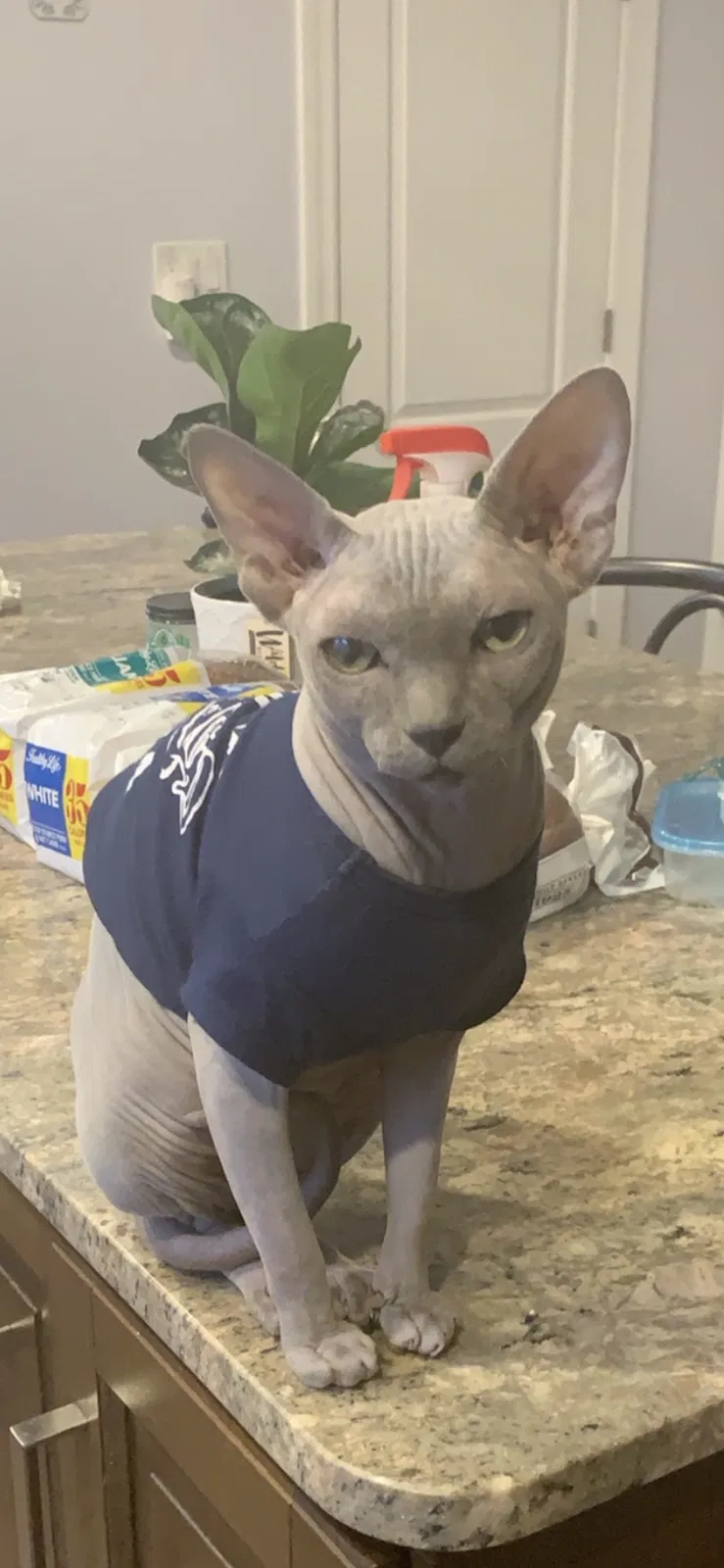 Lost cat in Lombard, IL, 60148