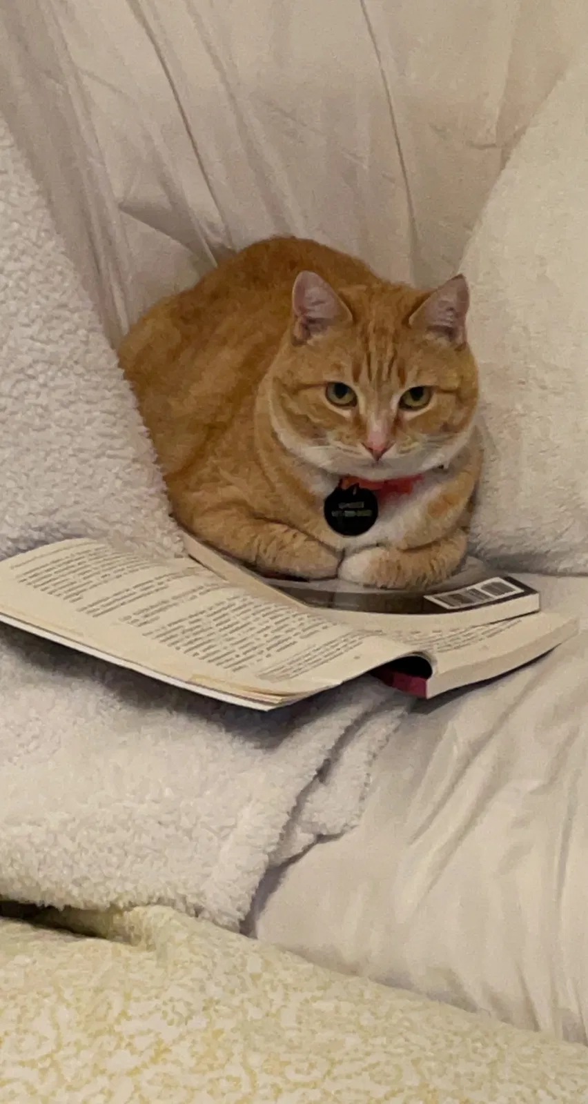 Lost cat in Jefferson, OR, 97352