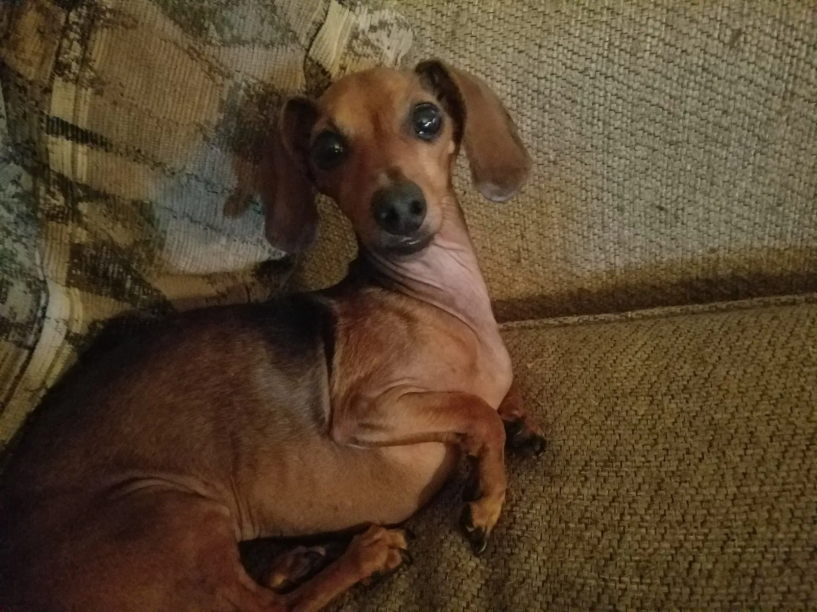 Lost dog in Saint Johns, FL, 32259