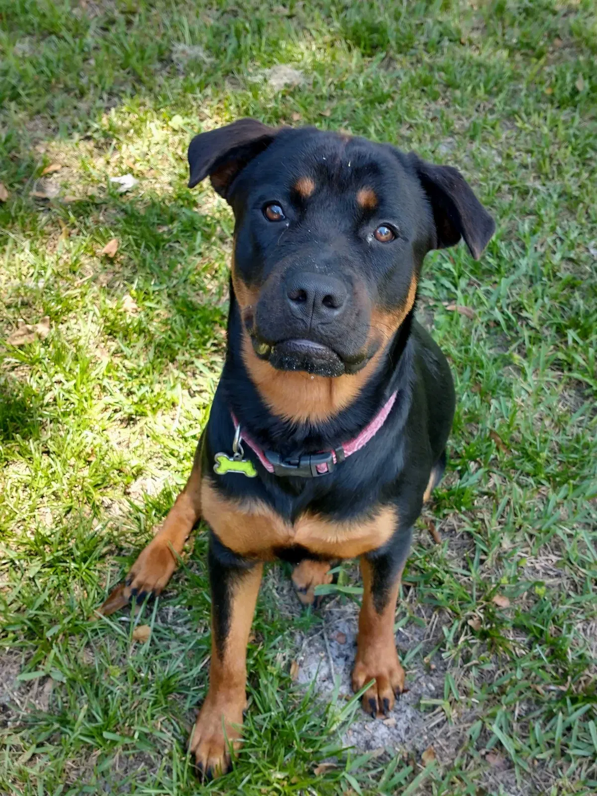 Lost dog in Leesburg, FL, 34788