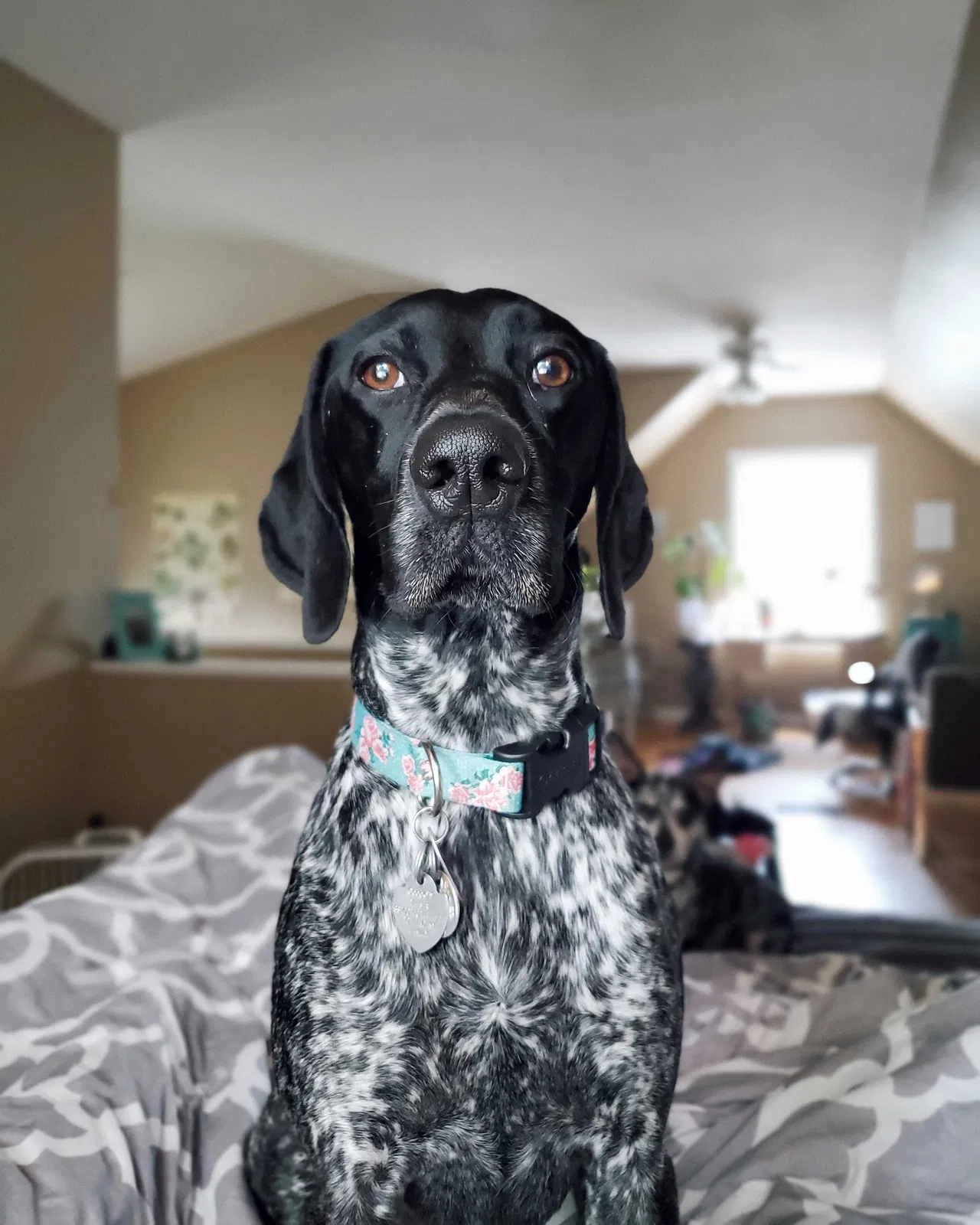 Lost dog in Buchanan, MI, 49107