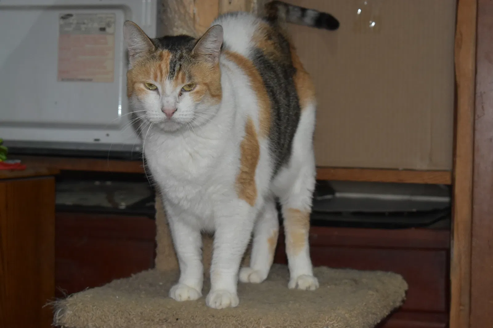 Lost cat in Portland, OR, 97233