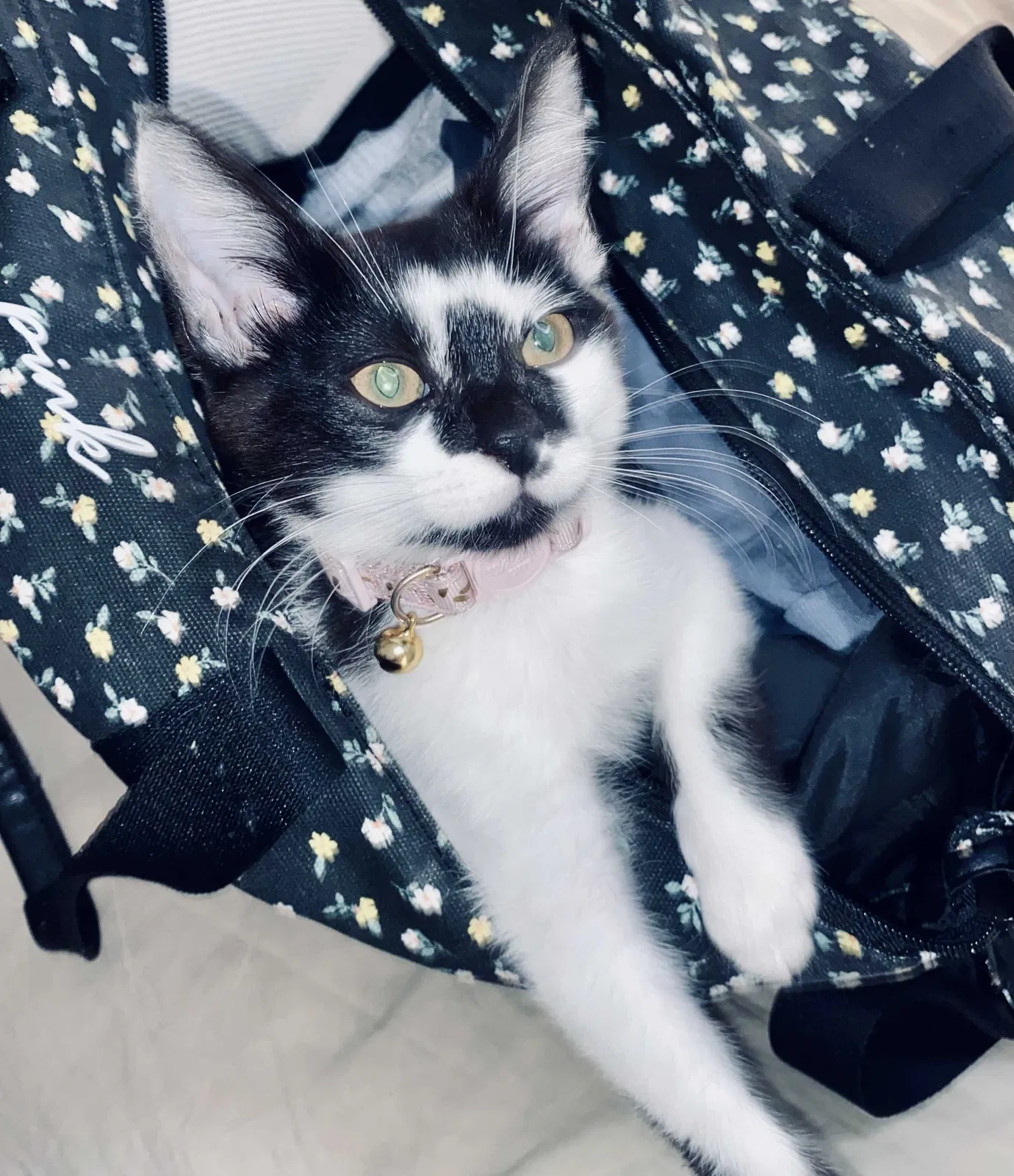 Lost cat in Riverside, CA, 92505