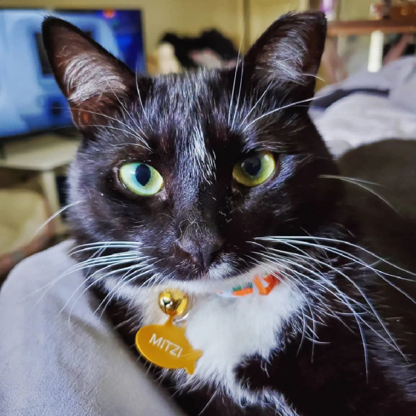 Lost cat in Charlotte, NC, 28277