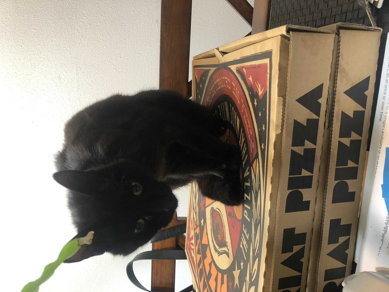 Lost cat in Seattle, WA, 98106