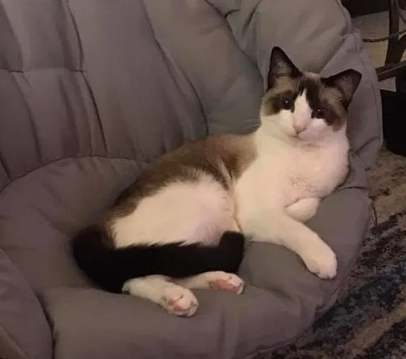 Lost cat in Charlotte, NC, 28277