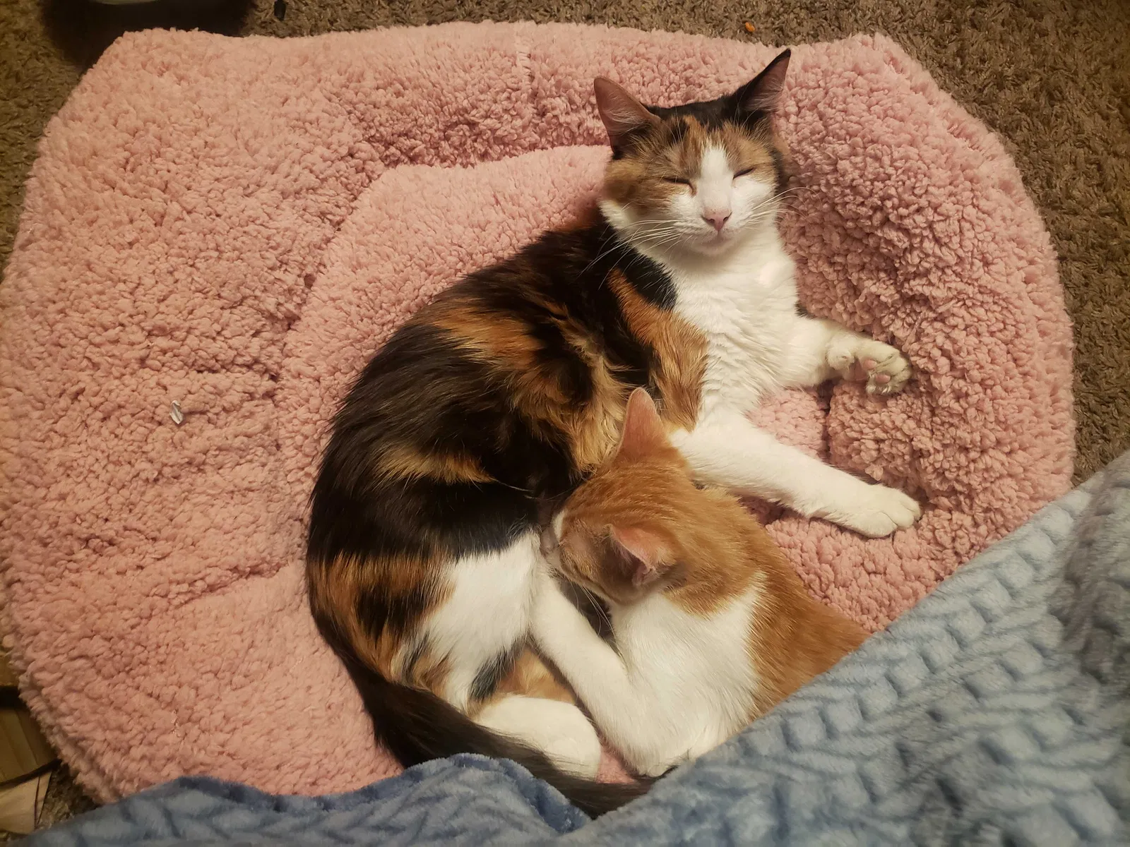 Lost cat in Sumter, SC, 29154