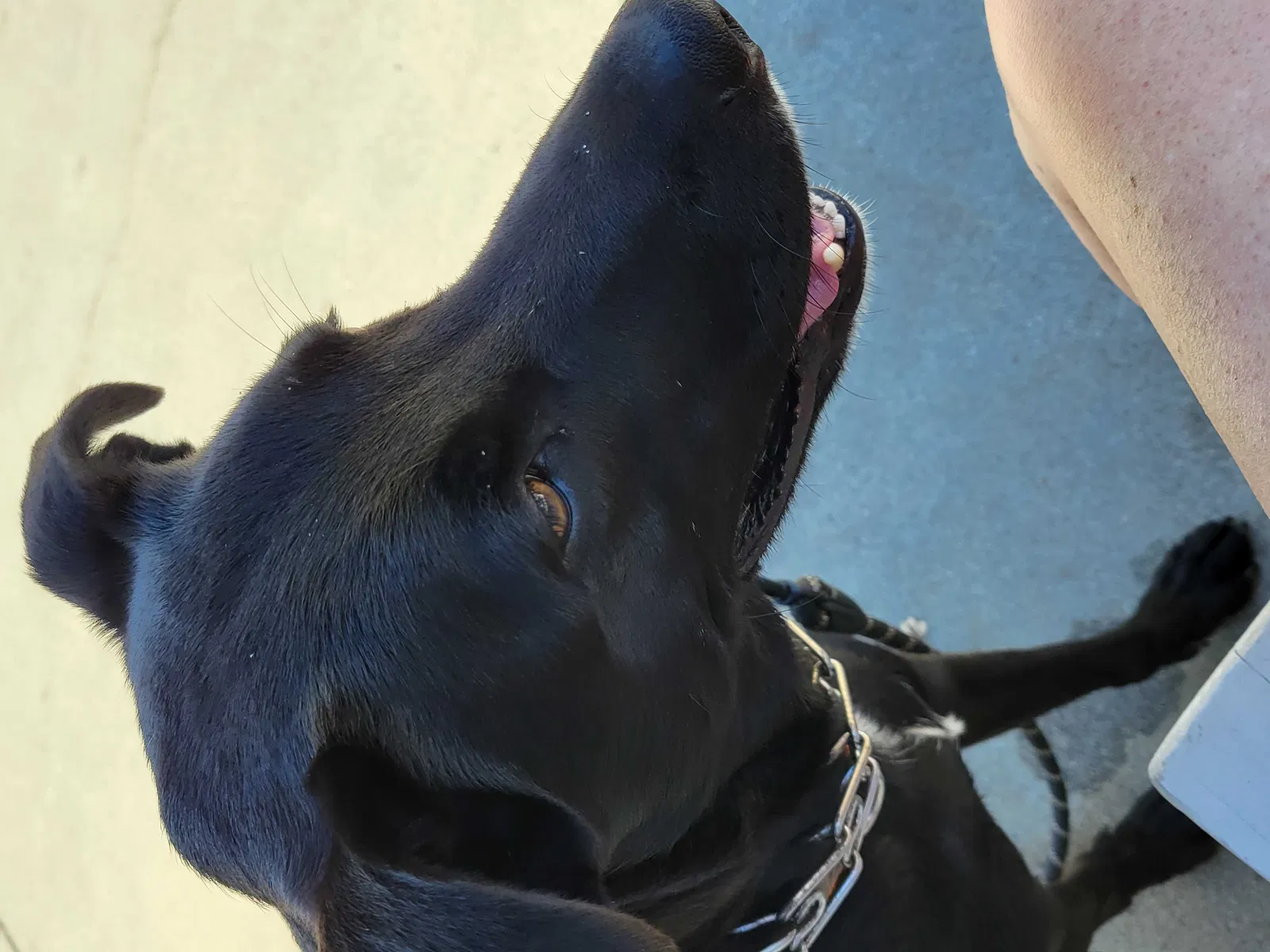 Lost dog in San Leandro, CA, 94577