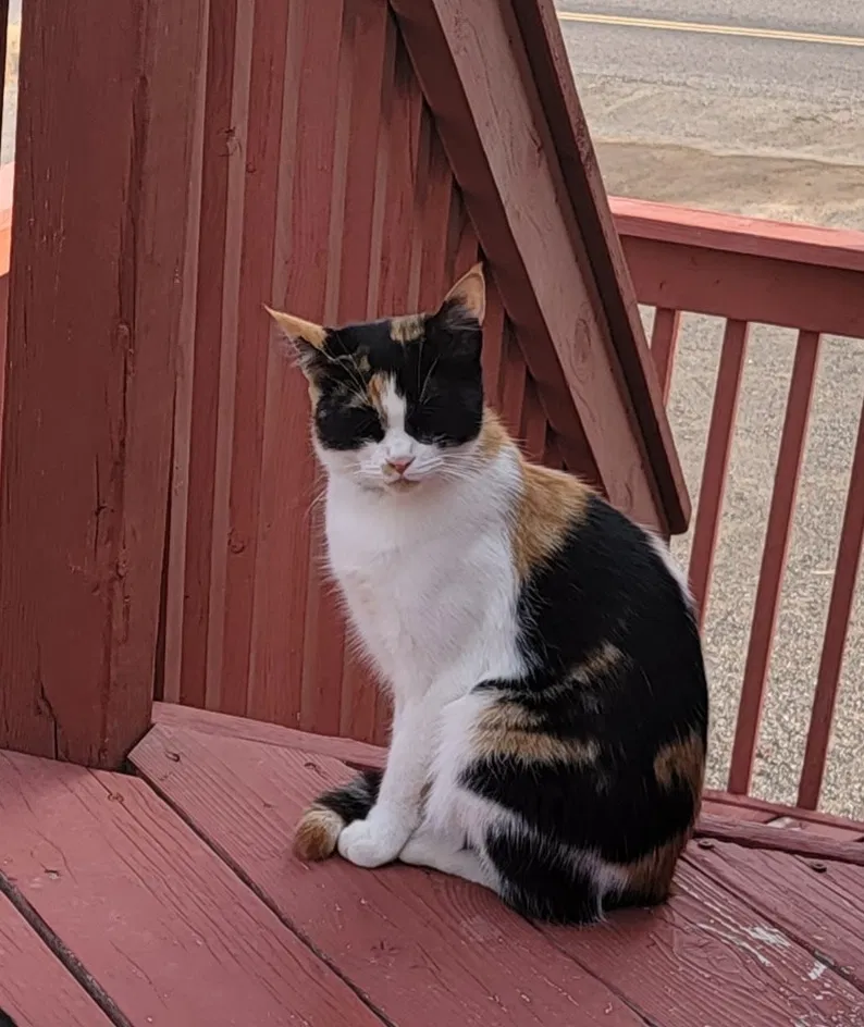 Lost cat in Wendell, ID, 83355