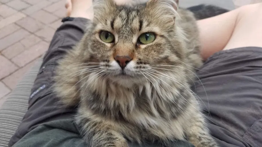 Lost cat in Salt Lake City, UT, 84107