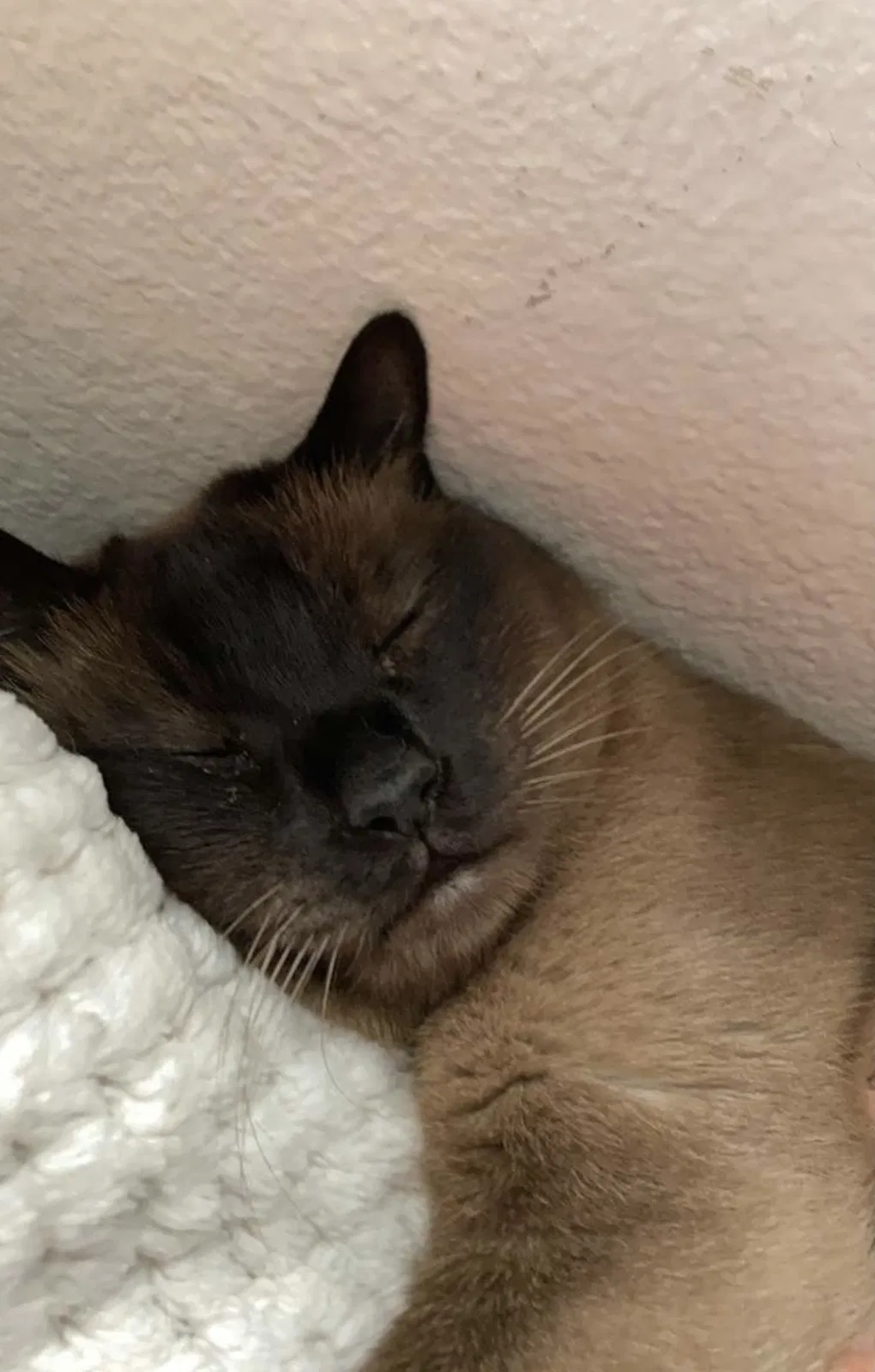 Lost cat in Placentia, CA, 92870