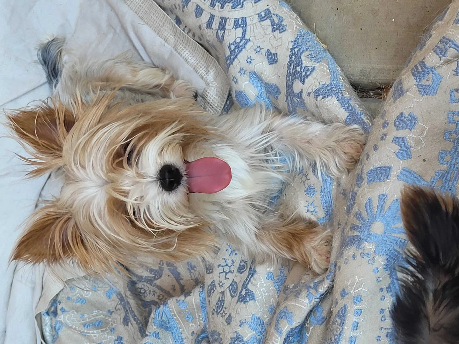 Lost dog in Bakersfield, CA, 93312