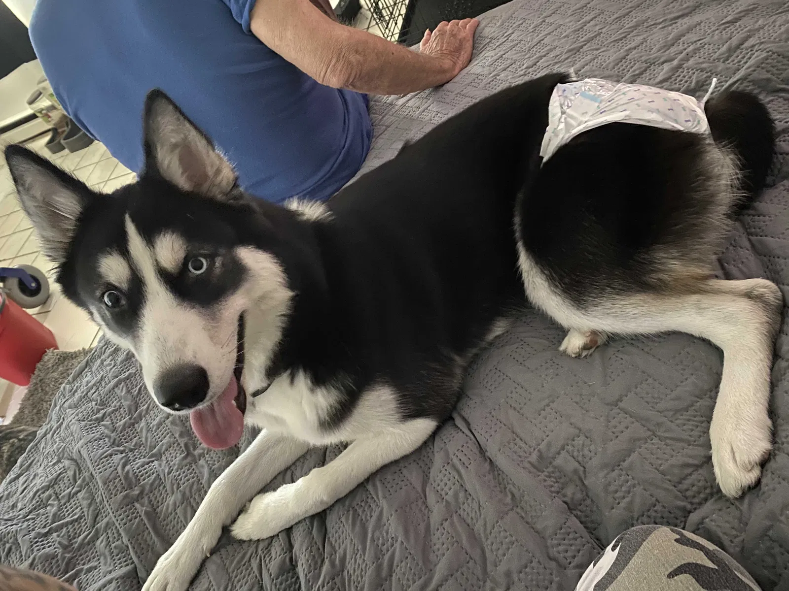 Lost dog in Palmetto, FL, 34221