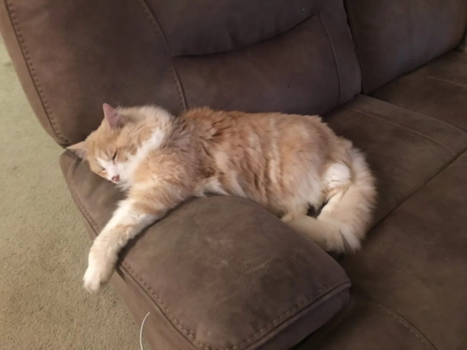 Lost cat in Menifee, CA, 92584