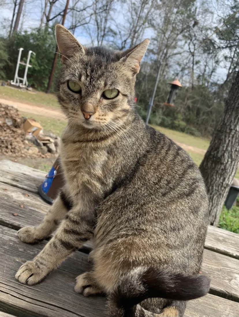 Lost cat in Conroe, TX, 77302
