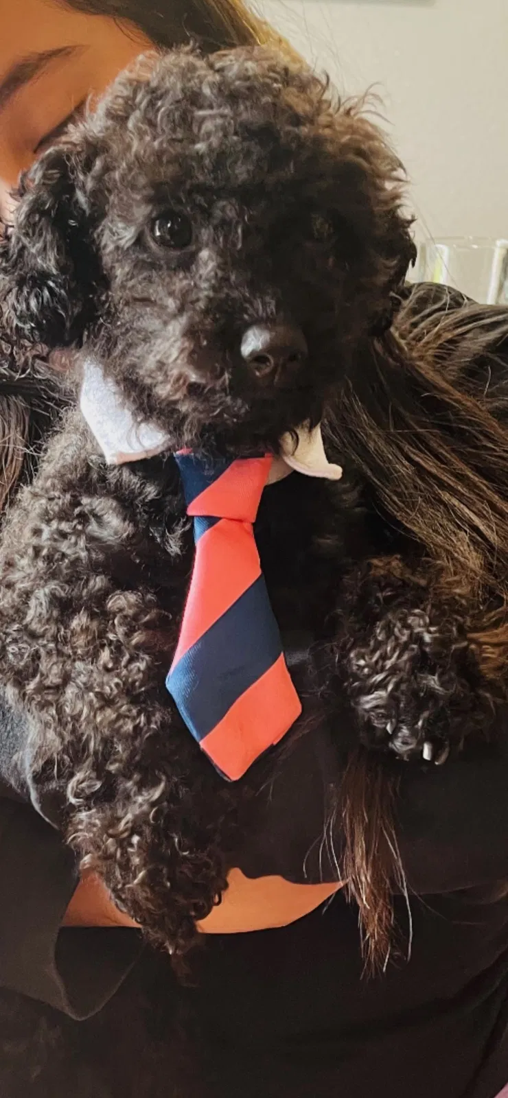 Lost dog in Waco, TX, 76705