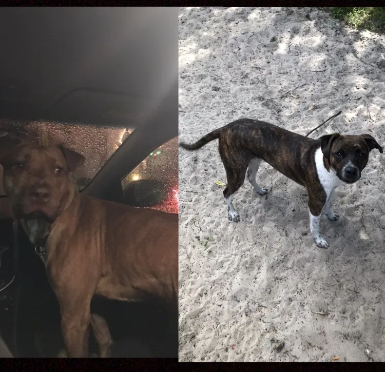 Lost dog in Spring Hill, FL, 34609