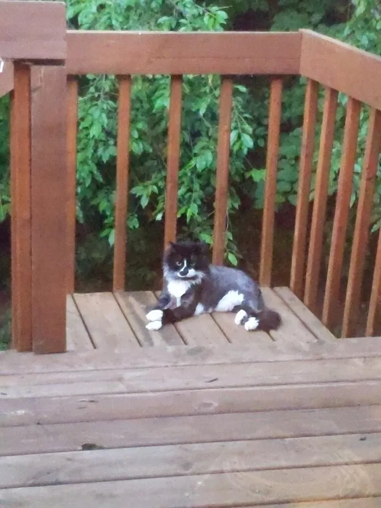Lost cat in Grand Rapids, MI, 49546