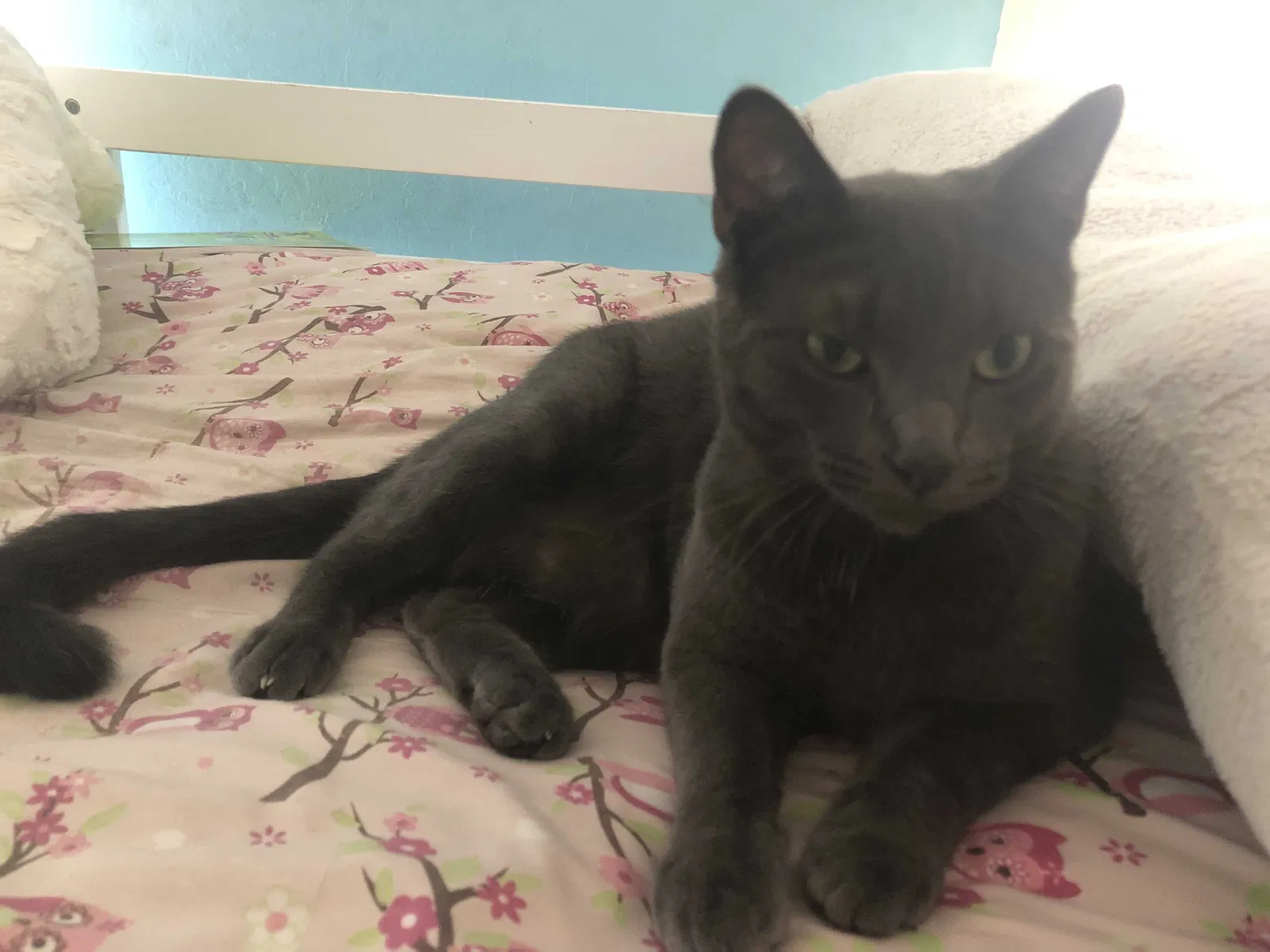 Lost cat in Santa Cruz, CA, 95060