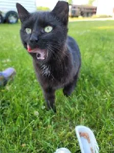 Lost cat in North Lake, WI, 53064