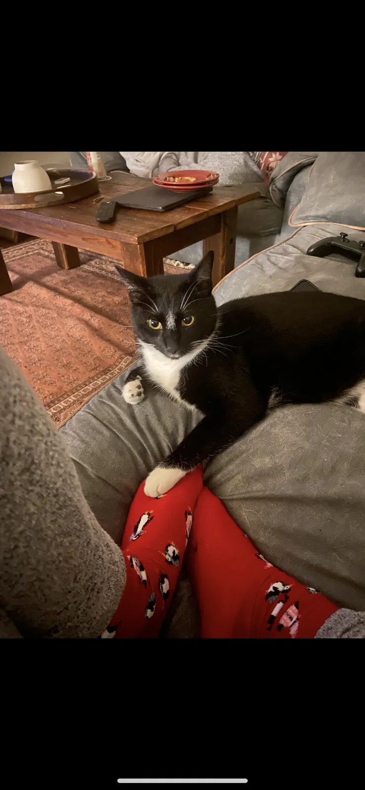 Lost cat in Metairie, LA, 70003