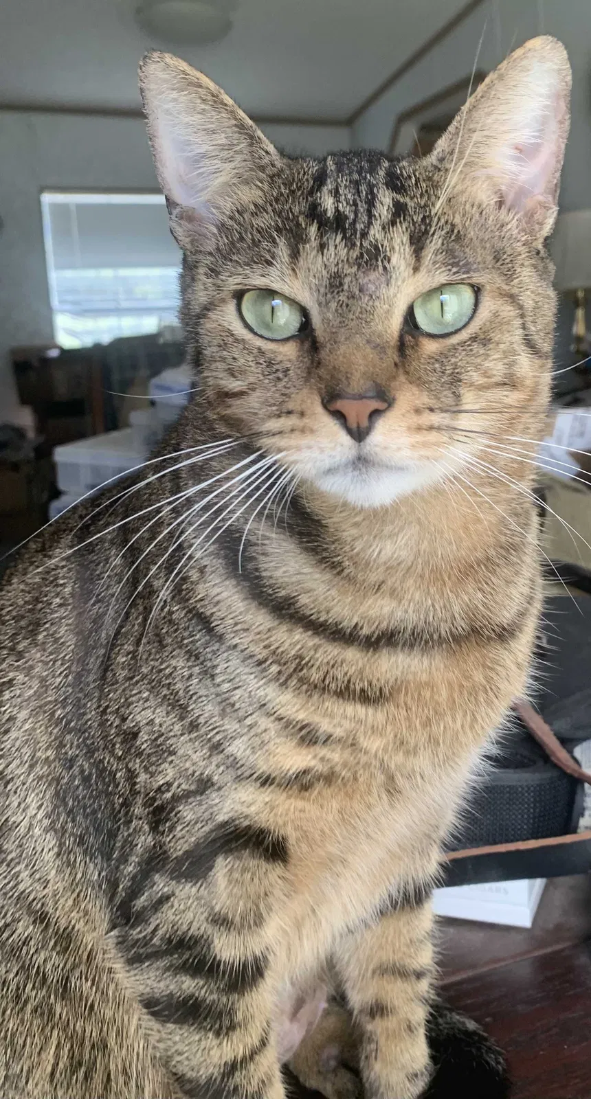 Lost cat in Dade City, FL, 33525