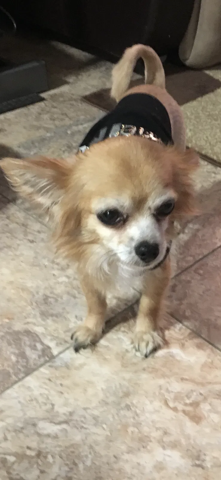 Lost dog in Denton, TX, 76208