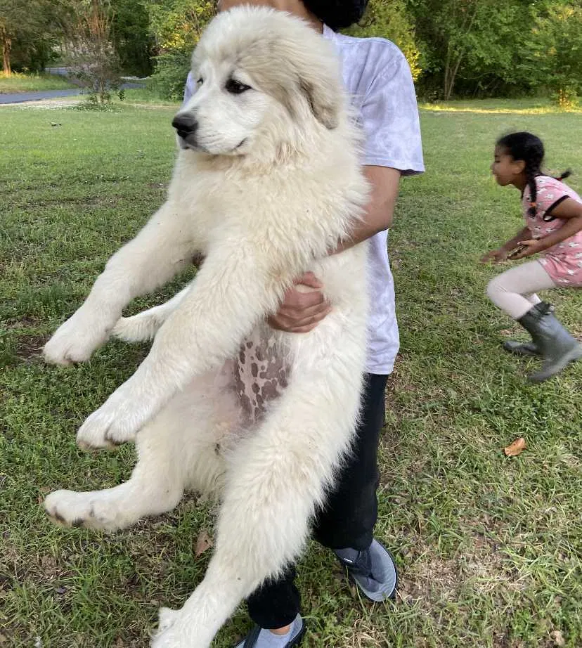 Lost dog in Covington, GA, 30016