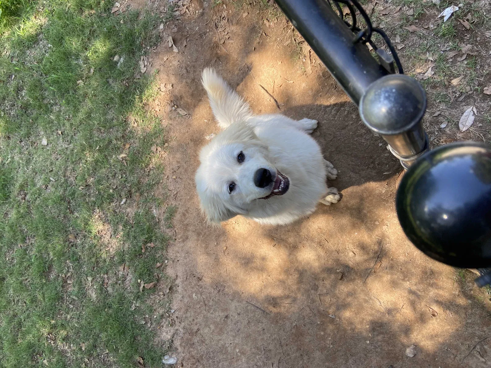 Lost dog in Covington, GA, 30016