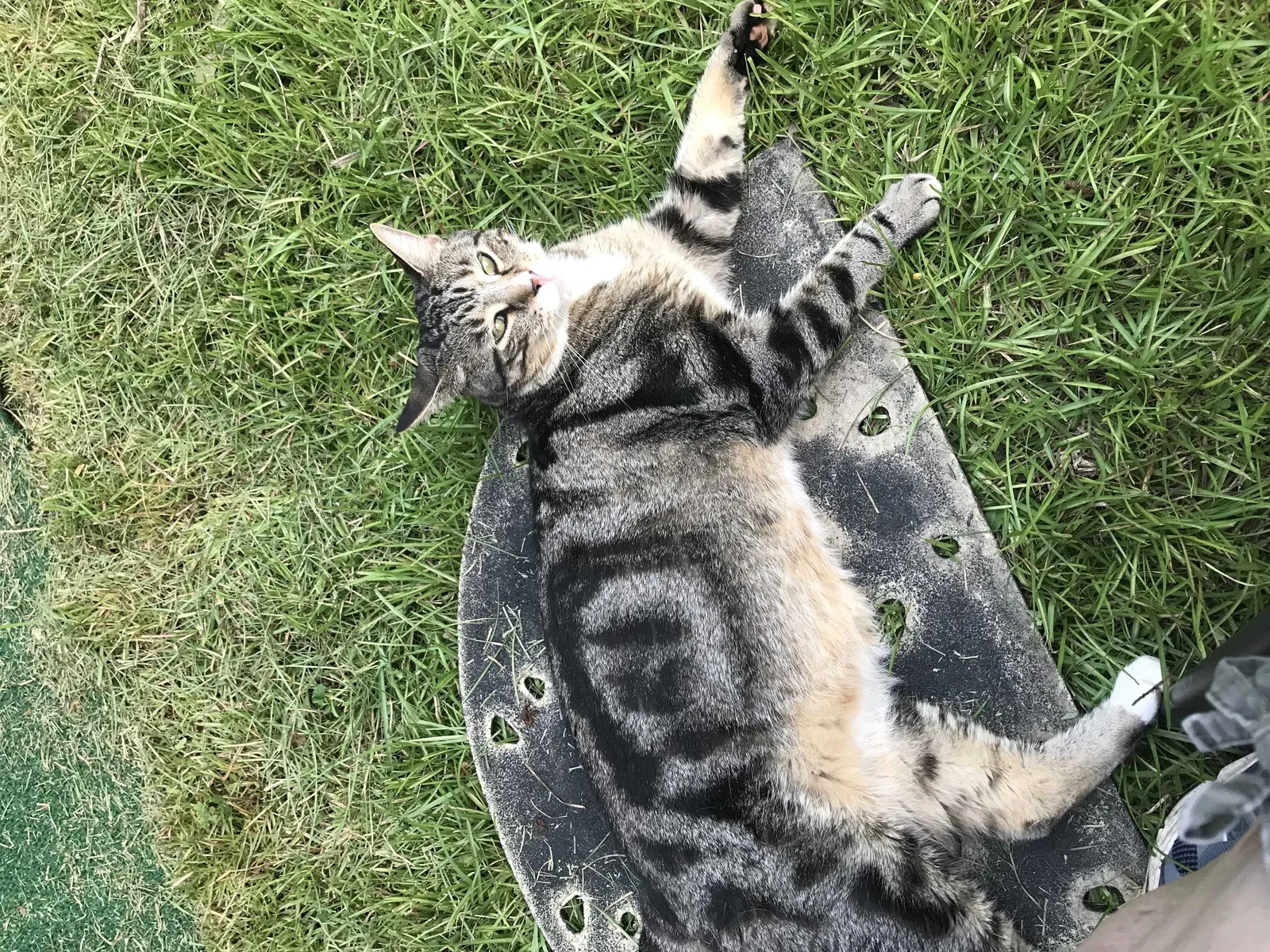 Lost cat in Elgin, SC, 29045